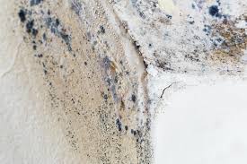  , USA Mold Prevention & Removal Pros